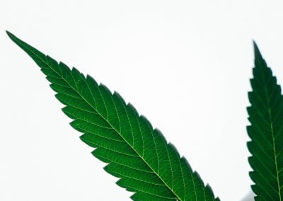 Farmacología humana de diferentes preparados de cannabis administrados por distintas vías y la influencia del género